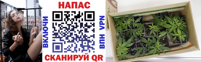 Бошки Шишки индика Кострома